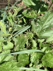 Geum canadense