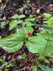 Trillium undulatum