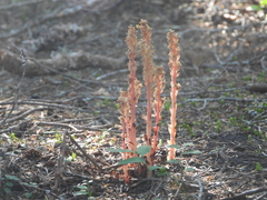 Monotropa hypopitys