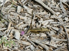 Heraclides cresphontes