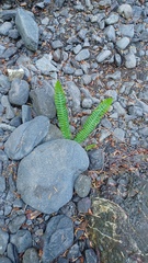 Struthiopteris spicant
