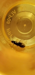 Lasius