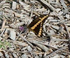 Heraclides cresphontes