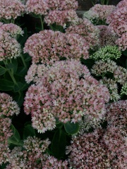 Hylotelephium maximum × spectabile