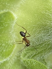Formica pallidefulva