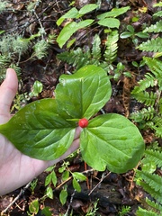 Trillium undulatum