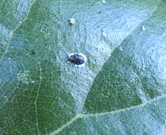 Tetraleurodes perileuca