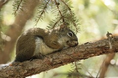 Tamiasciurus fremonti