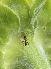 Formica pallidefulva