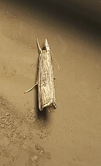 Parapediasia decorellus