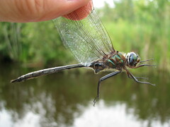 Somatochlora williamsoni