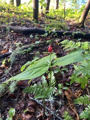 Trillium undulatum