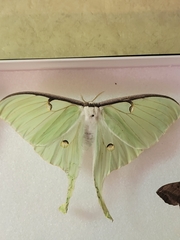 Actias luna