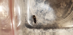 Lasius