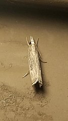 Parapediasia decorellus