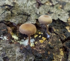 Simocybe centunculus