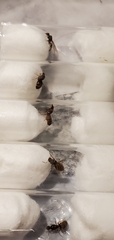 Lasius