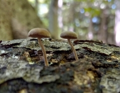 Simocybe centunculus