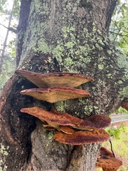 Inonotus