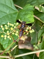 Fuscopolistes