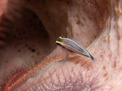 Elacatinus centralis