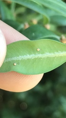 Monarthropalpus flavus