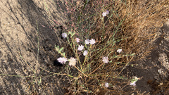 Stephanomeria
