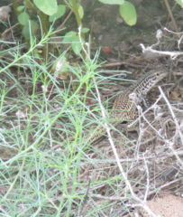 Aspidoscelis tesselatus