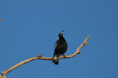 Gymnorhina tibicen