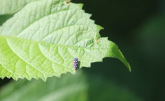 Cicadellinae