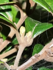 Endiandra muelleri bracteata