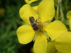 Megachile rotundata