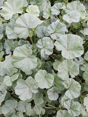 Malva neglecta