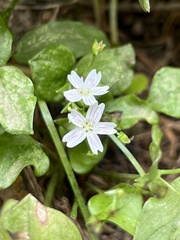 Claytonia