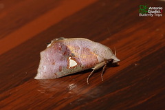 Pterogonia cardinalis