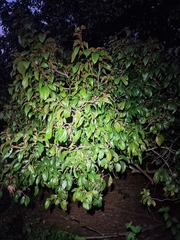 Endiandra muelleri bracteata