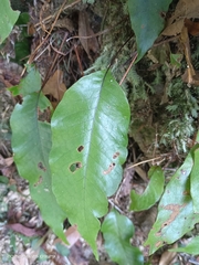 Tectaria harlandii