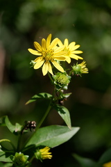 Silphium