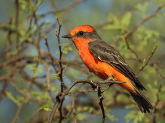 Pyrocephalus rubinus