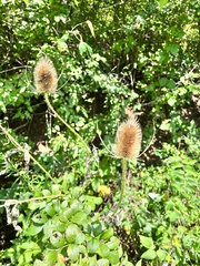 Dipsacus fullonum