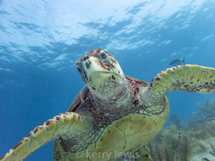 Eretmochelys imbricata