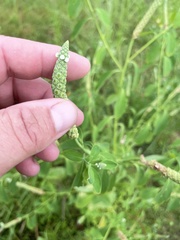 Sphenoclea zeylanica