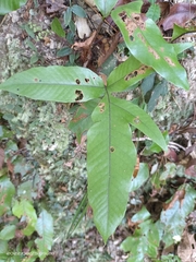 Tectaria harlandii