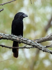 Crotophaga sulcirostris