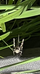 Oedipodinae