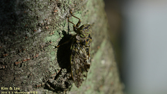 Platypleura kaempferi