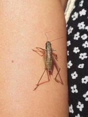 Roeseliana roeselii