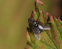 Calliphora vicina