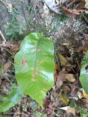 Tectaria harlandii