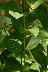Silphium